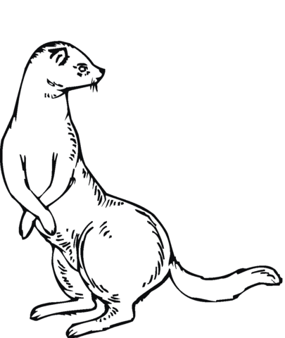 Weasel Is Standing And Look Back Coloring Page